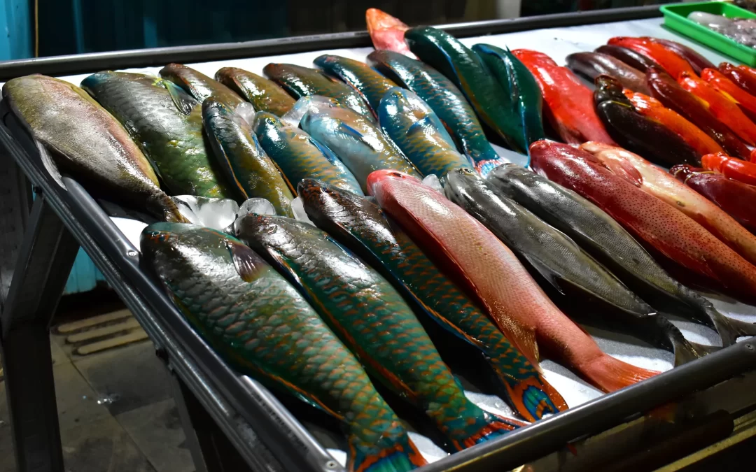 The Incredible Fish Species of Cape York, Queensland